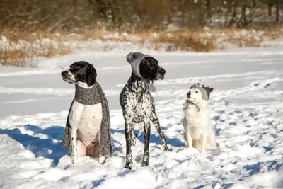 Hunde Winter Kleidung