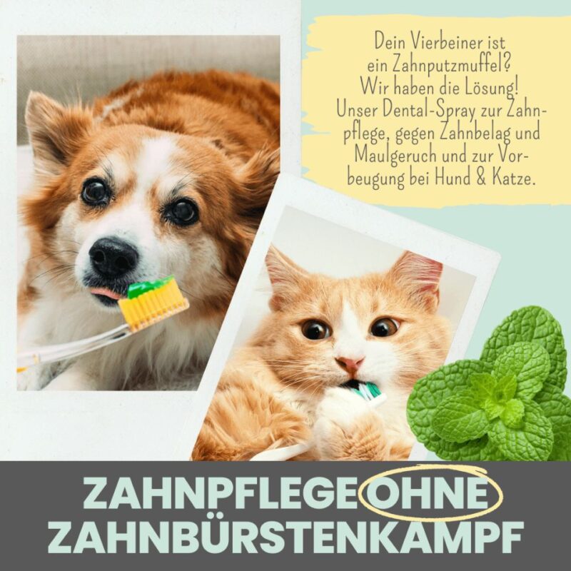 noms+ Dentalspray – Natürliche Zahnpflege
