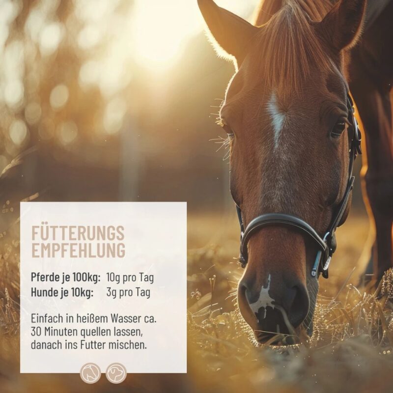 Flohsamenschalen 3kg 2 REAVET Flohsamenschalen 3 kg